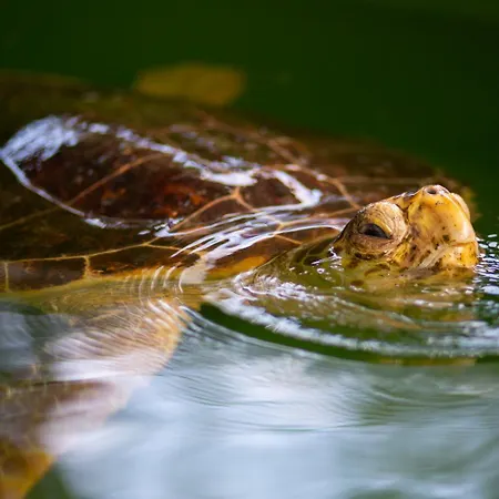 White Cloud ヴィラ *