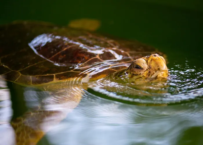 White Cloud Вилла *